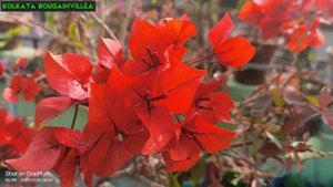 Flame Red Bougainvillea ♥️♥️ #@@ss 💐💐