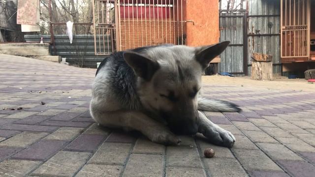 Фиелисс Остер готовится к вязкам.вео. Липецк. Восточноевропейская овчарка. смотреть онлайн