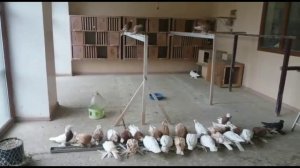 Бойные голуби, разных мастей. Плюс шикарная игра, не пропусти.