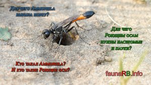 Трудовые будни Роющей осы Ammophila. Фауна Беларуси / Микропланета