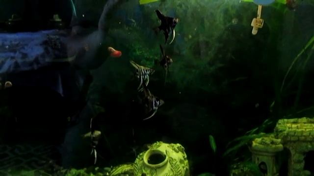 рыбки утренний завтрак смотреть онлайн