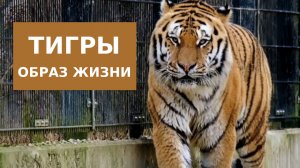 Тигры lifestyle