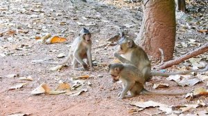 Great and clever all baby monkeys they are making action so lovely , ASMR Grooming