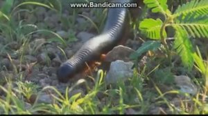 Рождение Вселенной в эпосе "Гэсэр"