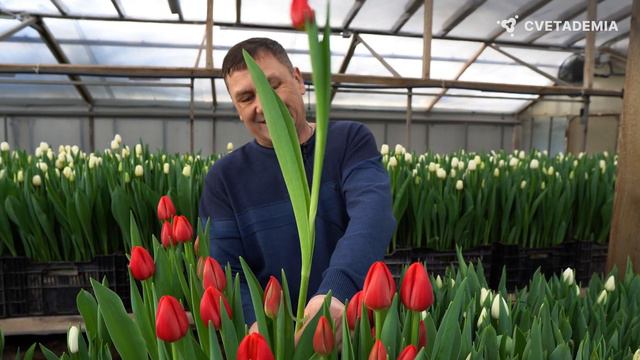 Как Виктор увеличил выход и качество выгонки тюльпанов? смотреть онлайн