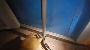 Кот - охота на мышь