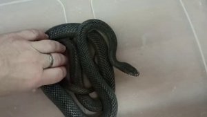 Как шипит полоз Оливия? Может ли она укусить?