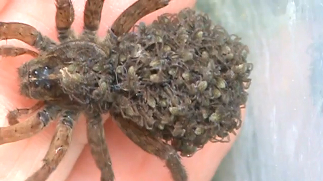 Wolf spider with her babies Wolf spider, Spider, Beautiful bugs