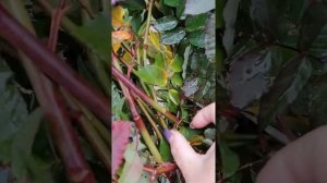 РОЗА ВАРТБУРГ (Wartburg)  4 ноября 2021 года.