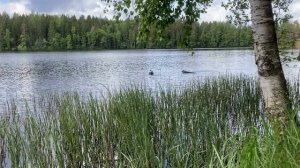 Озеро Длинное (Долгое). Подводная охота в Ленинградской области.