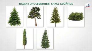 Семенные растения