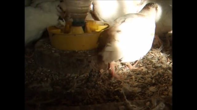 Техасцам месяц - рассаживаем перепелов по размеру смотреть онлайн