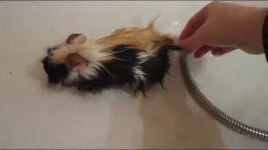 Морские свинки. Купаем от блох... или "вибромышь"