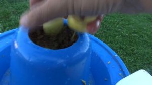 Отжим сока на гидропрессе «Hobbi Juice». Первый запуск.