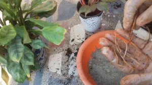 198-Lipstick Aglaonema - How To Care, Re-pot And propagate