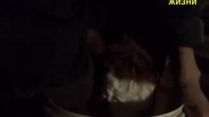 НОВОРОЖДЁННЫЙ ТЕЛЁНОК. КАК КОРМИТЬ. ПРИУЧИТЬ К ВЕДРУ.