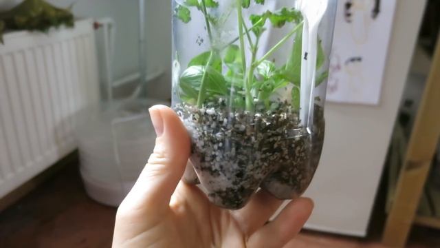 Не забудьте так сделать! БАЗИЛИК для домашнего огорода зимой / Выращивание базилика смотреть онлайн