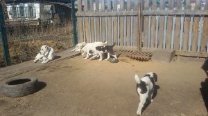 Бугай Алабай. 3 месяца исполнилось щенкам от Ратибора и Ночки.