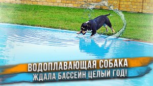Собаку ждал сюрприз - полный ,бассейн воды!