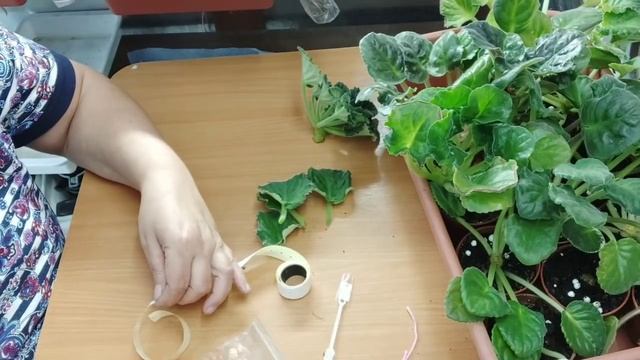 Осенняя пересадка всей коллекции смотреть онлайн