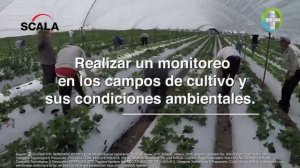 Scala®️ protege contra botrytis tu cultivo de fresas