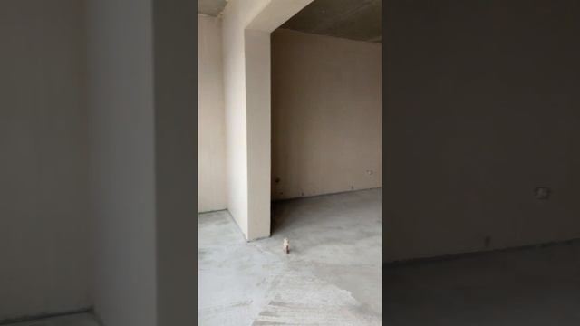 Лучший вид Санкт-Петербурга смотреть онлайн