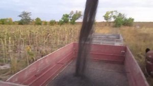 Уборка  Кондитерского подсолнуха 2021.г