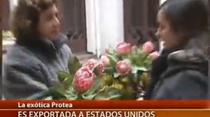 PROTEA. Gobernador Julio Ibarra presenta exótica Flor