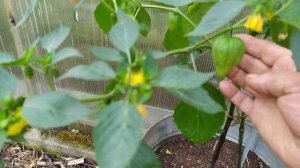 Огород в начале июня. Физалис десертный.