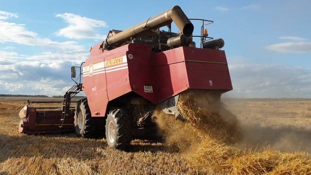 Уборочная 2020: Комбайн Палессе GS-10, уборка полеглой пшеницы