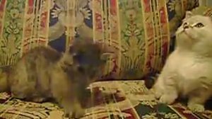 Munchkin Napoleon Kittens playing with string