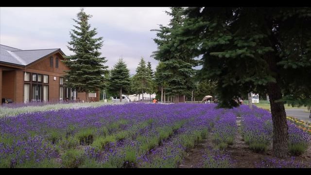 【北海道/富良野】夜空のラベンダーを楽しめるキャンプ場。 смотреть онлайн