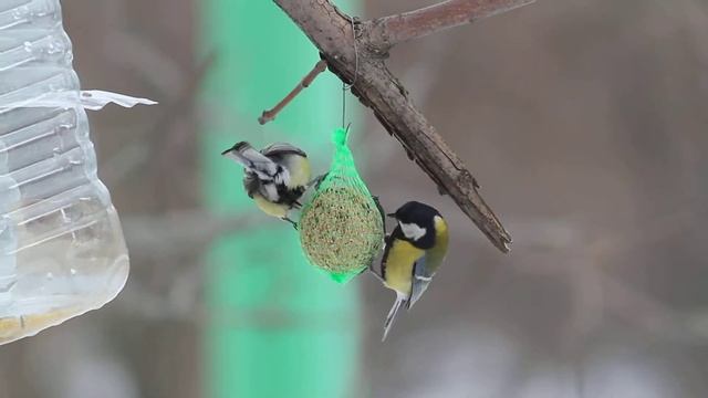 RIO. Питательный шарик в действии. Марьино смотреть онлайн