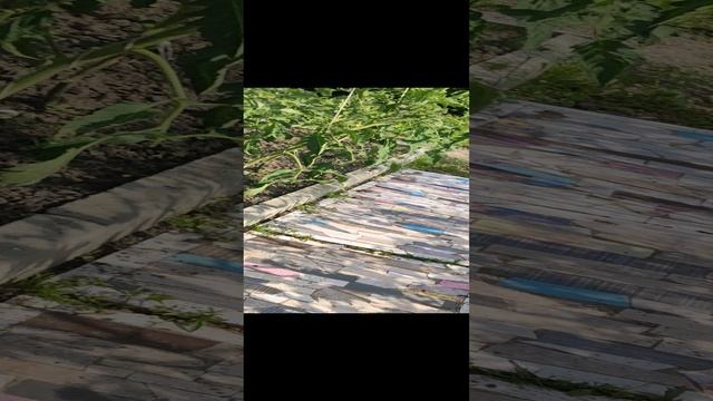 Как бороться с фитофторозом...
