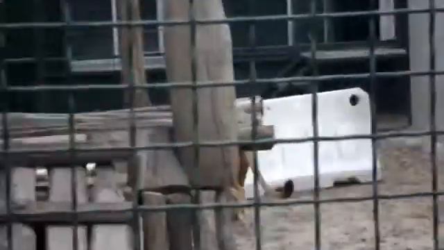 ЧТО БУДЕТ (ЛЕВ/Lion) смотреть онлайн