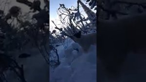 охота с собаками на соболя зима 2020