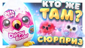 ЯЙЦО СЮРПРИЗ Zuru Pets Alive Chirpy Birds ! Кто внутри ? Что умеет делать? #сюрприз #игрушки #яйцо