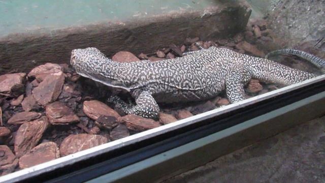 Черепаха желтоногая и синехвостый варан. 22.01.19 г. смотреть онлайн