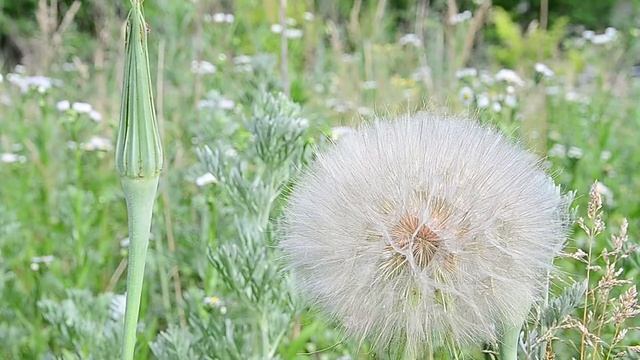 Козлобородник, Tragopogon pratensis, растение, семена смотреть онлайн