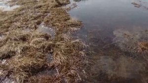 Охота на гусей  Эксклюзивное видео снятое на фотоловушку  Часть 1