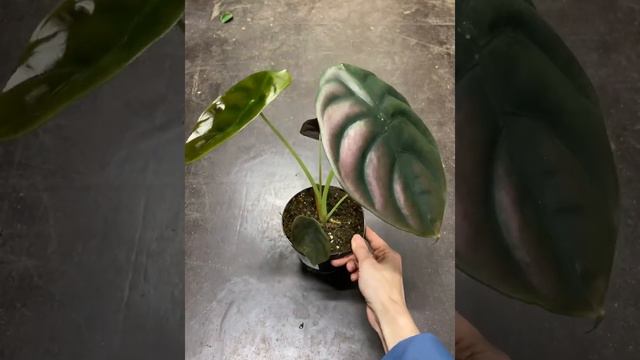 Алоказия Ред Сикрет 12/30 смотреть онлайн