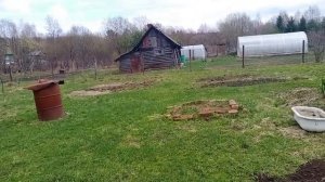Ура у меня начал плодоносить кедр...#кедр #огород #деревня #сад #земля