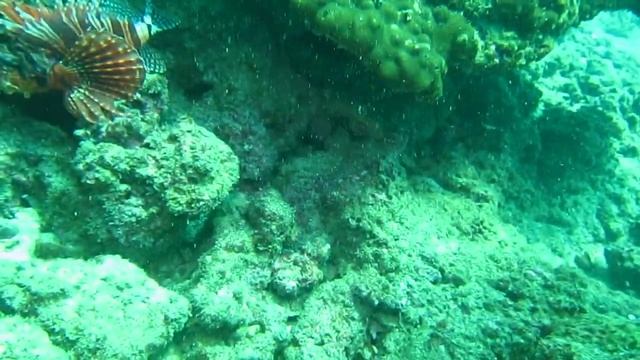 花斑短鯺蓑鮋 Dendrochirus zebra смотреть онлайн