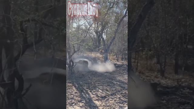 Лев Против Диких Собак смотреть онлайн