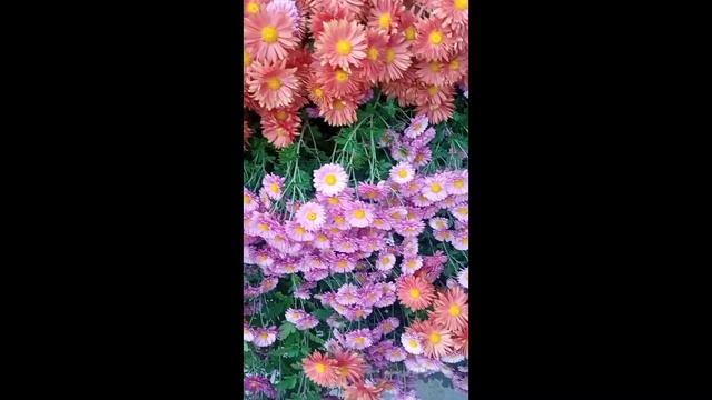 С Днем рождения, сестренка! смотреть онлайн