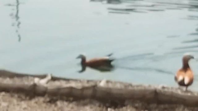 Утки огари. Ходынское поле смотреть онлайн