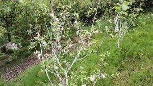 Сад и огород в Сочи.