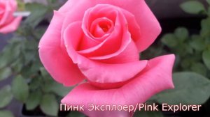 Pink Explorer (Пинк Эксплоер) - питомник роз "Розы от Татьяны"