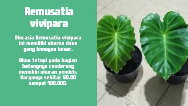 Harganya Bikin Melongo ! Inilah 16 Tanaman Hias Alocasia termahal смотреть онлайн
