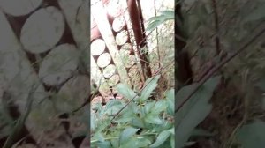 Голландские пионы , сортовые...